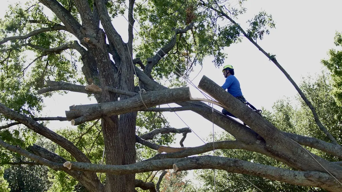 Professional Hazardous Tree Removal performed by certified arborists in East Flat Rock