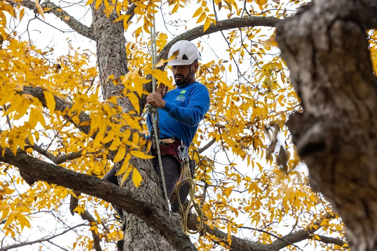 Skilled Storm Damage Cleanup crew working in East Flat Rock